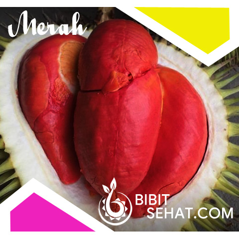 Durian Merah